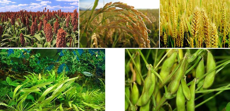 浙江魚飼料午夜美女福利视频采購注意事項