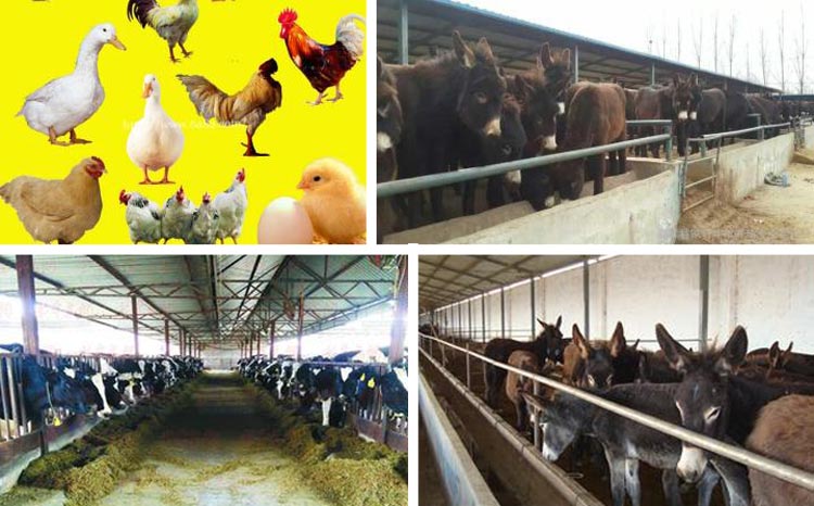 浙江魚飼料午夜美女福利视频采購注意事項