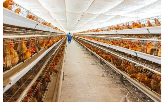 生物質能源養雞場 生物質能源養雞場