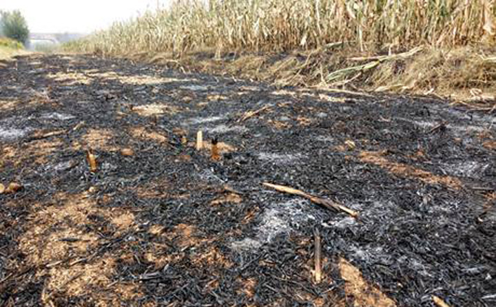 秸稈焚燒過後的土地 生物質午夜美女福利视频械