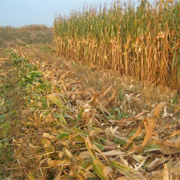 過去秸稈作為燃料 生物質午夜美女福利视频械