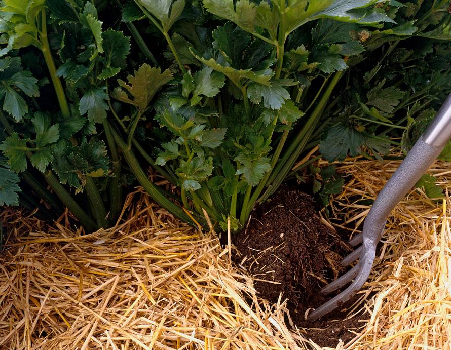 秸稈亂堆亂放 生物質午夜美女福利视频械