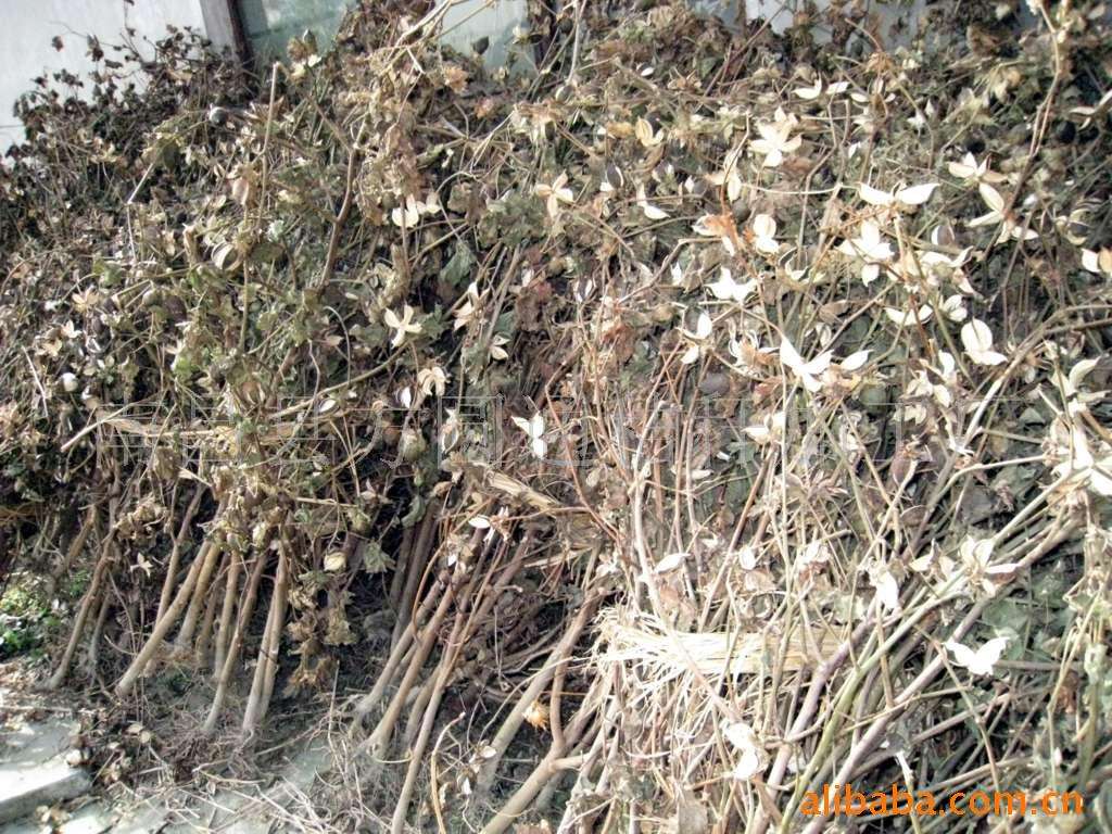 秸稈資源豐富 生物質午夜美女福利视频械