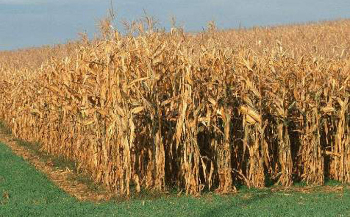 玉米秸稈資源豐富 生物質午夜美女福利视频械