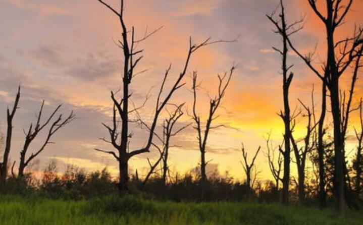 林業生物質能源 林業生物質能源