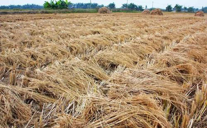 生物質燃料午夜美女福利视频原材料 生物質燃料午夜美女福利视频原材料