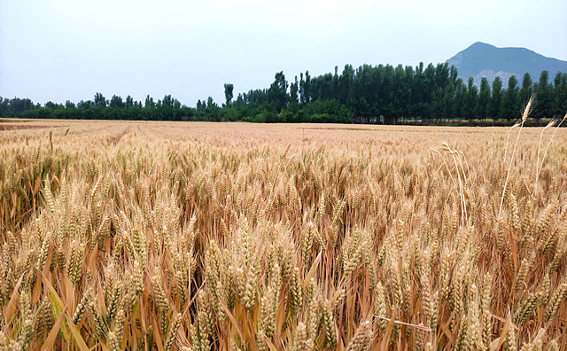 生物質能源 生物質能源