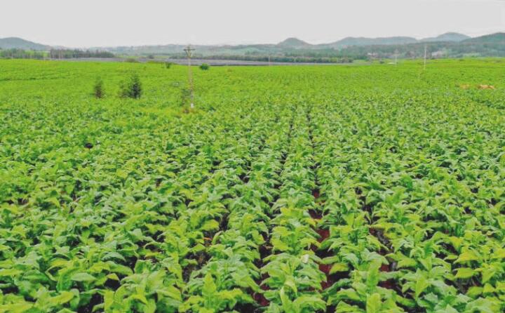 蔥綠的煙葉 蔥綠的煙葉