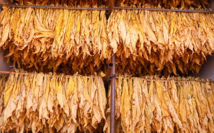 一排排煙葉染“金”出爐 一排排煙葉染“金”出爐