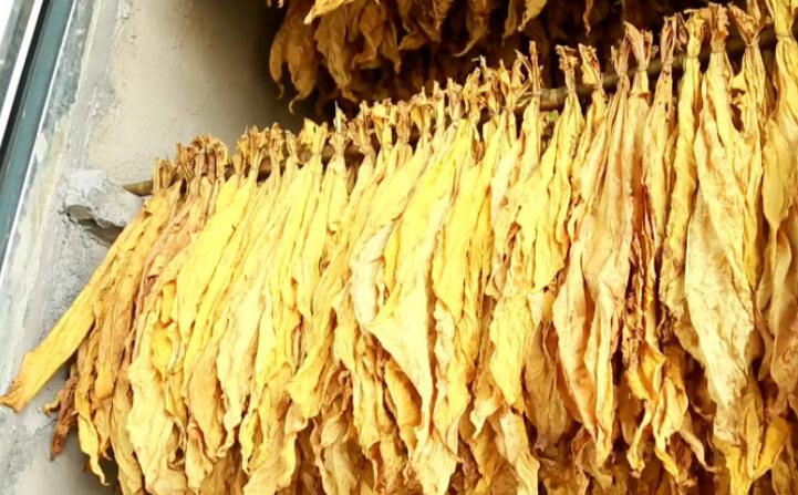 生物質午夜美女福利视频加工的顆粒烤煙