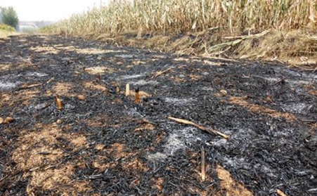 生物質午夜美女福利视频燃料取代煤：離午夜福利久久還有多遠？