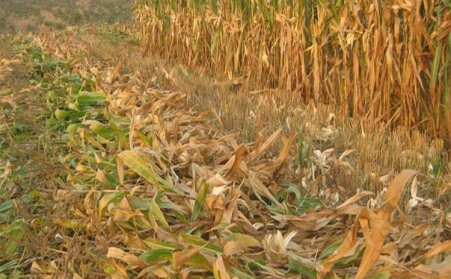 生物質午夜美女福利视频開發生物質能對我國能源發展具有特殊意義