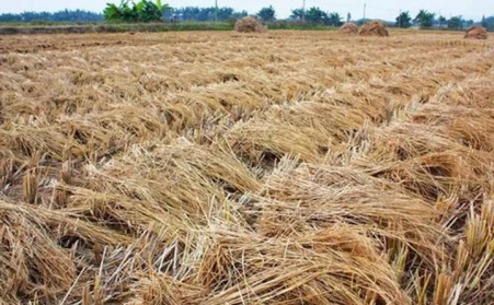 鄭州生物質午夜美女福利视频原料的選擇非常重要