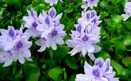 水上漂浮物水葫蘆的克星---生物質午夜美女福利视频