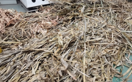 突泉縣：廢棄秸稈綜合利用催生綠色經濟