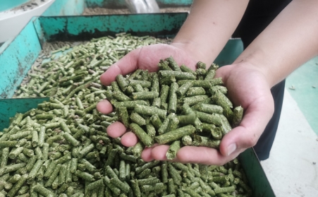 河北生物質午夜美女福利视频加工的顆粒為什麽會變黑？