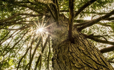 耶魯大學：利用城市樹木廢料有助於緩解氣候變化