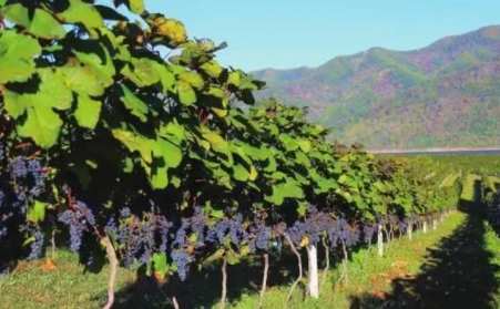 果樹枝可以製作燃燒顆粒嗎？需要用哪種生物質午夜美女福利视频？